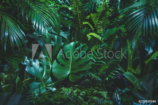Picture of Tropical palm leaves